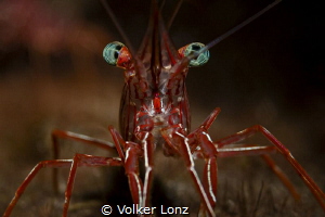 Durban dancing shrimp by Volker Lonz 